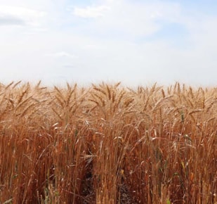 Wheat crop in a field